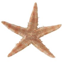 Artikel Echte junge Seesterne Maritime Tischdeko 3-4cm 100 St