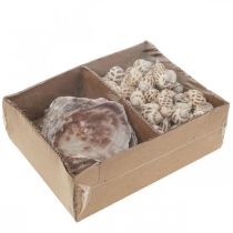 Artikel Echte Muscheln Schneckenhäuser Deko, Capiz Perlmutt Muschel 400g