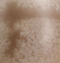 Artikel Deko-Eikerze Sahara 14cm