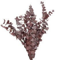 Artikel Eukalyptuszweige Eukalyptus konserviert Trockenblumen Rot 75cm 150g