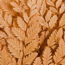 Artikel Farn Deko Echte Farnwedel Orange Konserviert 45cm 10 St