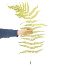 Artikel Farn getrocknet konserviert Perfekt für natürliche Wohnraum Dekoration 80cm