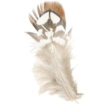 Artikel Fasan Federn zum Basteln Braun Gefleckt 4-9cm 60St