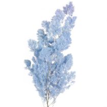 Artikel Federspargel Asparagus Trockendeko Hellblau 55-70cm 100g