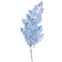 Artikel Federspargel Asparagus Trockendeko Hellblau 55-70cm 100g