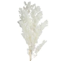 Artikel Federspargel Asparagus konserviert Weiß 55-70cm 100g