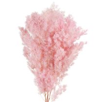 Artikel Federspargel Trockendeko Asparagus Rosa 55-70cm 100g