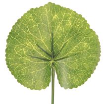 Artikel Galax Urceolata Blätter Künstlich Grün Ø10cm L23cm 12 St