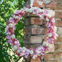 Artikel Hasenschwanzgras Lagurus Getrocknet Farbig 60cm 50g