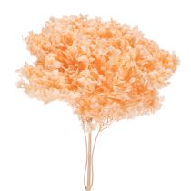 Artikel Hortensie Große Trockenblume gefärbt für elegante Floristik Dekorationen zuhause 65cm