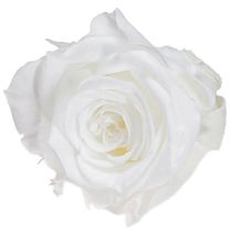Artikel Infinity Rosen Echte Rosenköpfe Mini Rosen Weiß Ø3cm 16 St