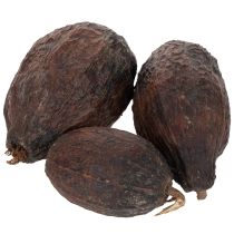 Artikel Kakaofrucht Natur 10-18cm 15 St