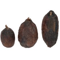 Artikel Kakaofrucht Natur 10-18cm 15 St
