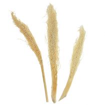 Artikel Khejur Date gebleicht 50 St.