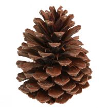 Artikel Kiefernzapfen Pinus Maritima Seekiefer Zapfen Deko 12-13cm 3 St