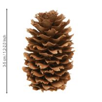Artikel Kleine Hemlockzapfen Deko Natur Zapfen Advent 3-4cm 100g