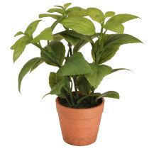 Artikel Künstlicher Basilikum im Topf Kräutertopf Kunstpflanze 22cm 2St