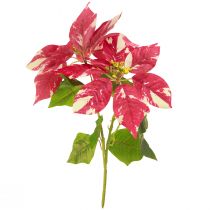 Artikel Künstlicher Christstern in Rot Creme L35cm 6St 2 Bund