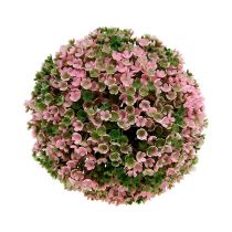 Artikel Deko Kugel Rosa Grün Kugelpflanze Ø15cm 1 St