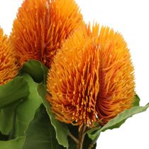Artikel Kunstblumen, Banksia, Proteaceae Orange L58cm H6cm 3 St