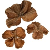 Artikel Landlotus Natur 50 St