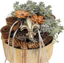 Artikel Lotos Kolben mittel 100 St Natur