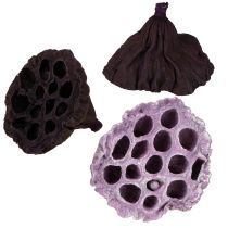 Artikel Lotos Mix Rosa, Erika Ø6cm - Ø10cm 50 St