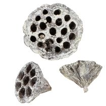 Artikel Lotos Natur Deko Lotuskolben Weiß gewaschen 6-8cm 50 St