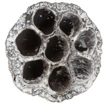 Artikel Lotos Natur Deko Lotuskolben Weiß gewaschen 6-8cm 50 St