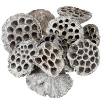 Artikel Lotos Natur Deko Lotuskolben Weiß gewaschen 6-8cm 50 St
