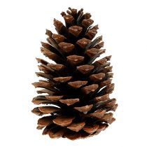 Artikel Maritima Zapfen 10/14 natur 50 St