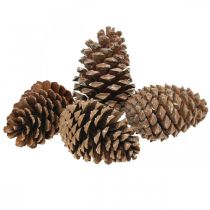 Artikel Maritima Zapfen, Trauerfloristik, Adventsdeko, Naturprodukt H12–15cm Ø6,5–10cm 50 St