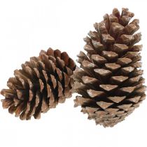 Artikel Maritima Zapfen, Trauerfloristik, Adventsdeko, Naturprodukt H12–15cm Ø6,5–10cm 50 St
