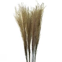 Artikel Miscanthus Chinaschilf Trockengräser Trockendeko 75cm 10 St