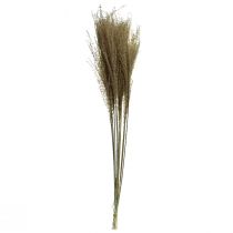 Artikel Miscanthus Chinaschilf Trockengräser Trockendeko 75cm 10 St