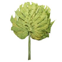 Artikel Monstera Blätter getrocknet Deko Fensterblatt H50cm 5 St