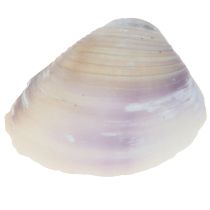 Artikel Muschel Deko Mini Herzmuscheln Schneckenhäuser 1–3cm 340g