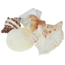 Artikel Muschel Deko Muschelmix Schneckenhäuser 4–8cm Natur 400g
