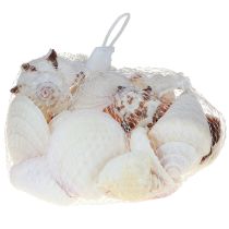 Artikel Muschel Deko Muschelmix Schneckenhäuser 4–8cm Natur 400g