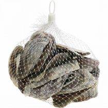 Artikel Maritime Deko, Capiz-Muscheln, Naturartikel Perlmuttfarben, Violett 8–14cm 1kg