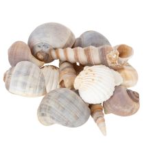 Artikel Muscheln und Schnecken Natürliche maritime Dekorationsartikel für eine stilvolle Raumgestaltung 500g