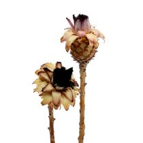 Artikel Nerifolia Bud 25 St