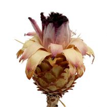 Artikel Nerifolia Bud 25 St