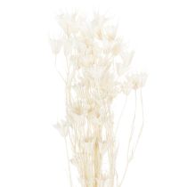 Artikel Trockenblumen Nigella Bund Edle Naturdeko für exklusive Einrichtung 70cm 50g