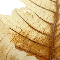 Artikel Oak Leaf gebleicht 35 St