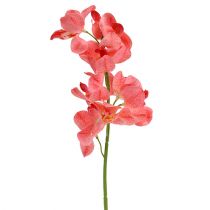 Artikel Orchidee Mokara Lachs 50cm 6 St