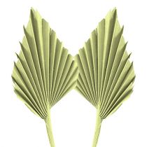 Artikel Palmspear Apfelgrün weißgewaschen 65 St