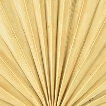 Artikel Palmspear Sun Natur Palmblatt getrocknet Naturdeko 30 St