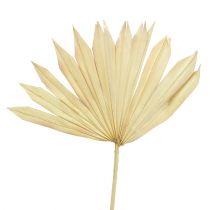 Artikel Palmspear Sun gebleicht 30 St