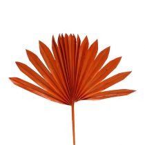 Artikel Palmspear Sun mini Orange 50 St